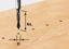 Picture of Dowel Drill bit HW S8 D5/30